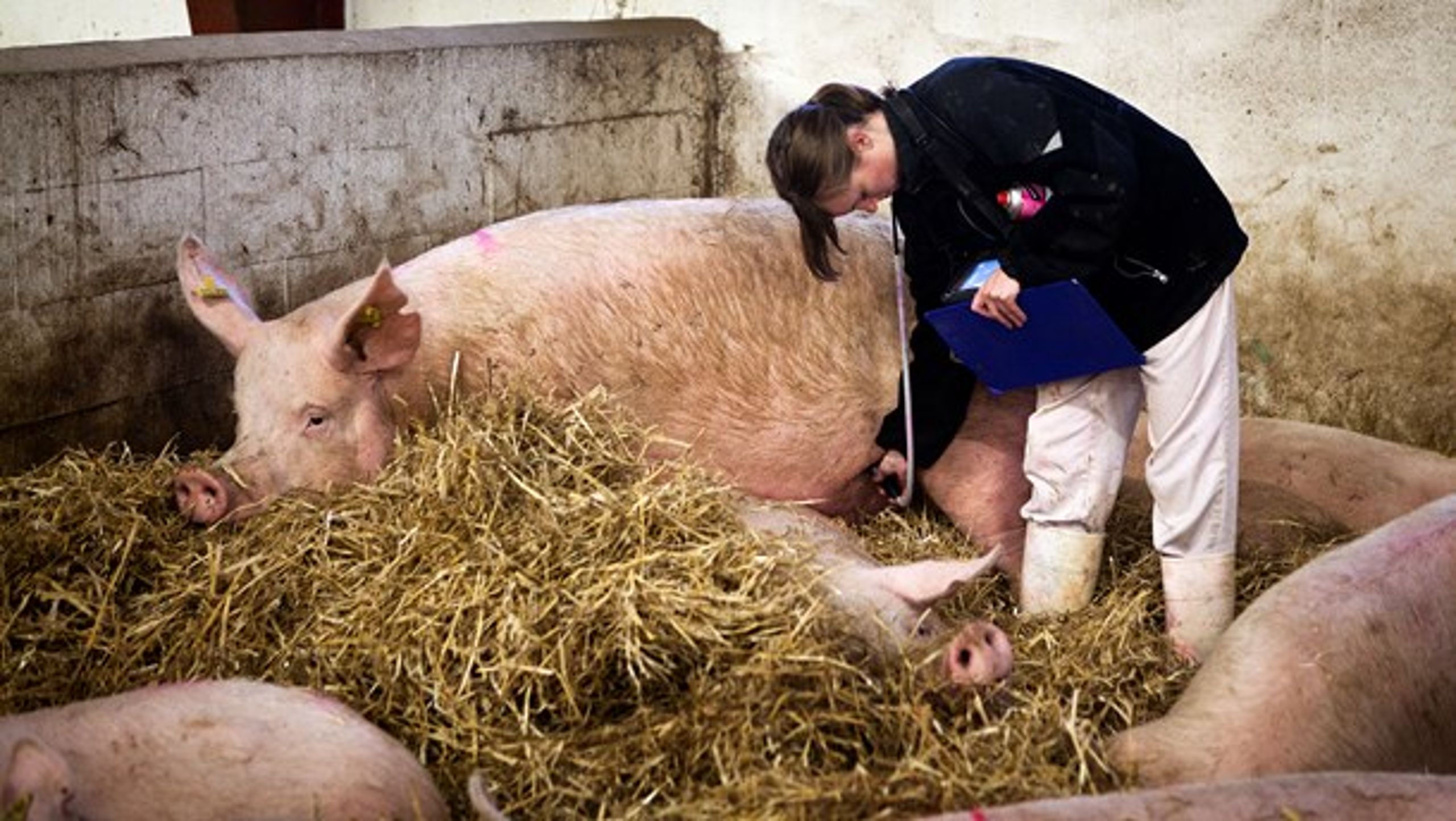 Med henvisning til en EU-rapport hævder Landbrug &amp; Fødevarer, at danske svin får mindre antibiotika end svin i andre lande. Men forskere siger, at landene ikke kan sammenlignes.