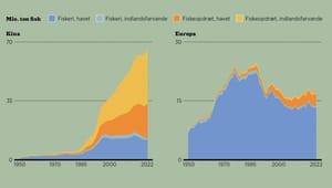 Fakta: Europa fanger sine fisk, Kina opdrætter dem